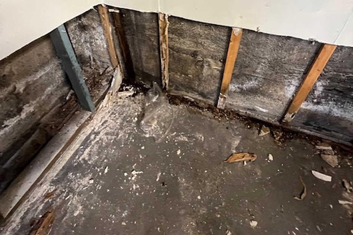 Mould damage behind drywall