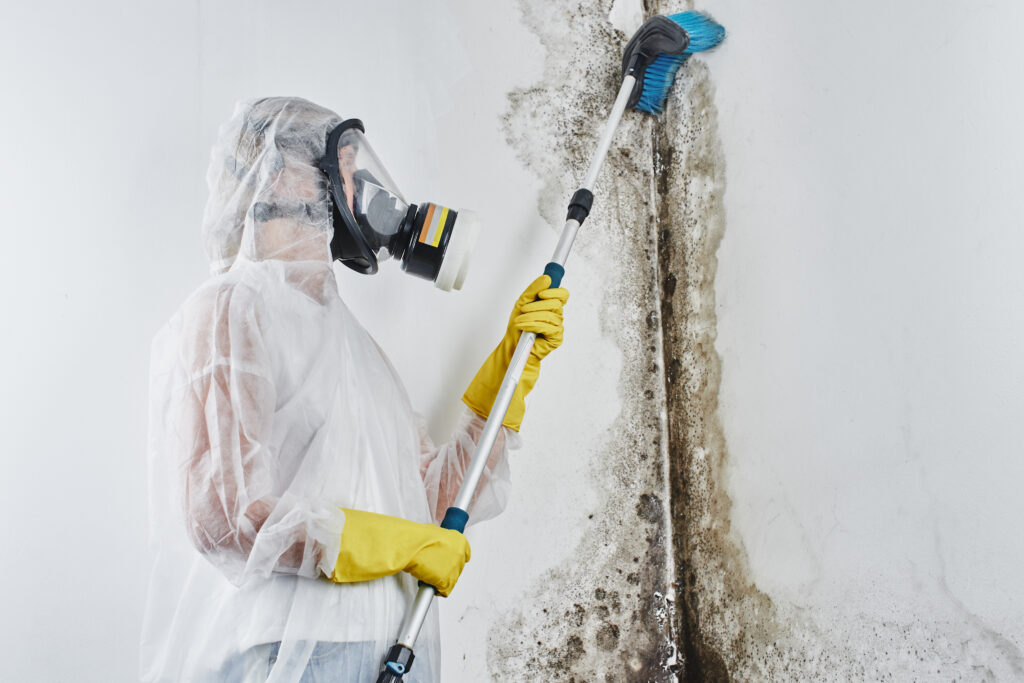 Professional mould inspection and remediation
