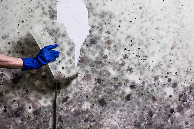 Remediation specialists assessing mould-affected areas